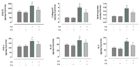 The Effects Of CdCl2 And Or CA On Fibrotic And Inflammatory Markers In