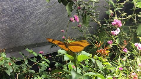 Butterfly Exhibit 2 At The Smithsonian Natural History Museum Youtube