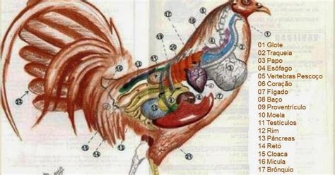 Galos De Combate Anatomia Do Galo Figado