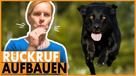 R Ckruftraining Hund I So L Sst Dein Hund Sich Sicher Abrufen I Tipps