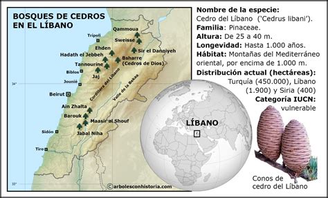 Cedros En El Líbano Crónica De Una Deforestación Árboles Con Historia