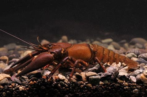 Signal Crayfish – Pearson Ecological