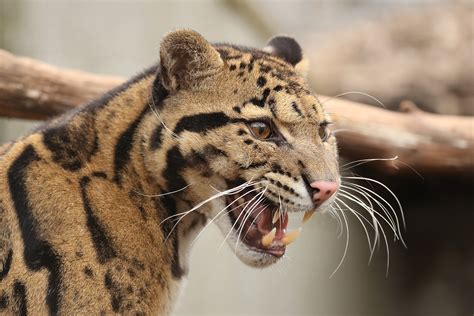 Clouded, Leopards, Glance, HD Wallpaper | Rare Gallery