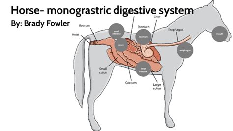 Pbm Monogastric Digestive System By Brady Fowler On Prezi