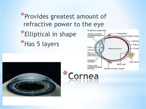 Layers of the cornea