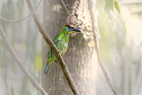 Burung Ilmu Jenis Foto Gratis Di Pixabay Pixabay