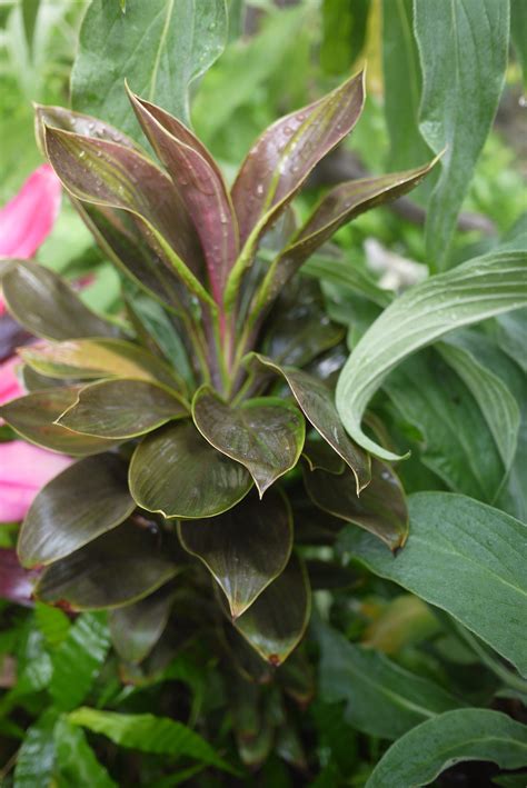 Коллекции растений ЦСБС СО РАН - Cordyline fruticosa (L.) A.Chev. cv ...