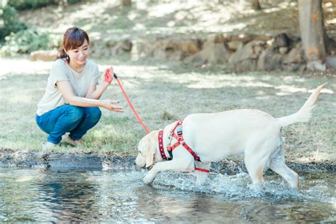 この夏、愛犬と川遊びを満喫するために知っておきたい！川遊びに必要なものと注意点 モフタス・ライフ