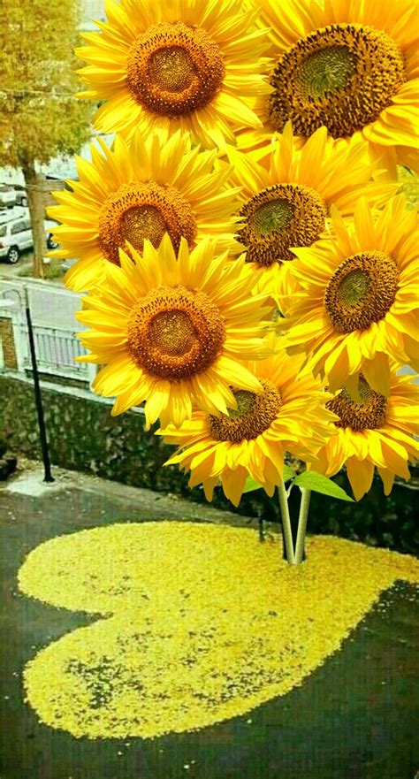 Beautiful Flowers Pictures Beautiful Flowers Wallpapers Sunflower