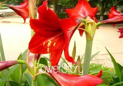 Семена амариллиса, Дешевые семена цветов, Барбадос лилии горшечных ...