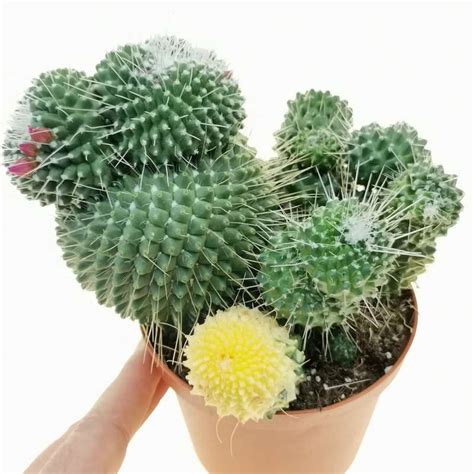 Mammillaria Spinosissima Cv Un Pico F Mostruosa Variegata Cm