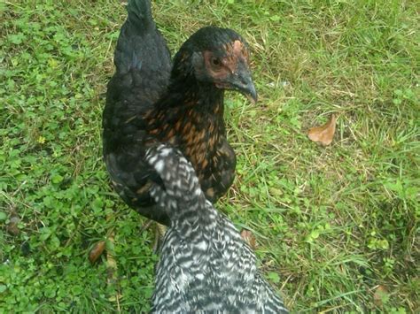 BLACK AUSTRALORP OR BLACK SEX LINK PULLET BackYard Chickens Learn How To Raise Chickens