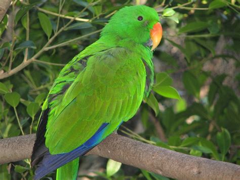 Eclectus Parrot Facts, Behavior, Pet Care, Housing, Pictures | Singing ...