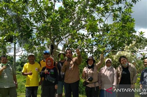 Kalbar Upayakan Alpukat Lilin Sinka Jadi Varietas Unggul Nasional