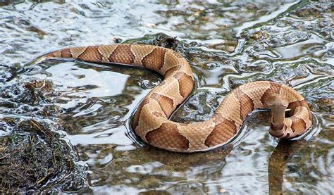 Copperhead Snake Facts and Pictures