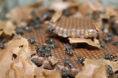 Dia Mundial das abelhas pesquisadores do Inpa identificam nova espécie