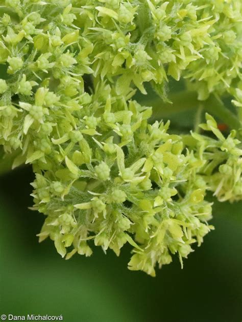 Hydrangea arborescens hortenzie stromkovitá Pladias Databáze české