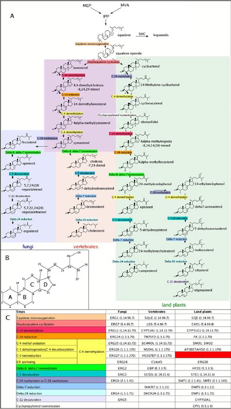 A) Canonical pathways of sterol synthesis leading to land plants ...