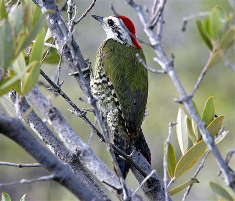 Durham Birder : CUBA WILDLIFE