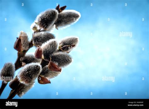 Pussy Willow Branch On A Blue Background Stock Photo Alamy