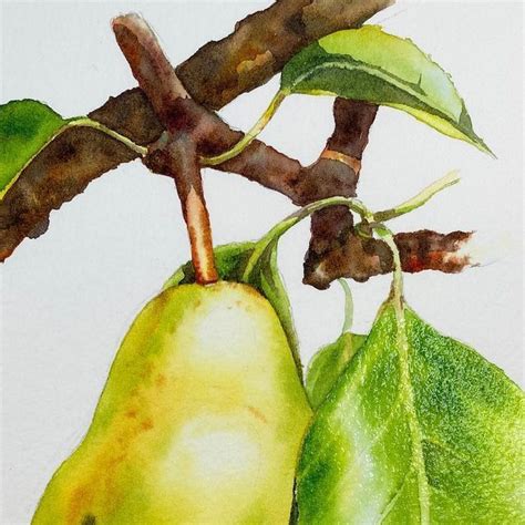 Two Pears On A Tree Branch With Green Leaves And Brown Stems Painted