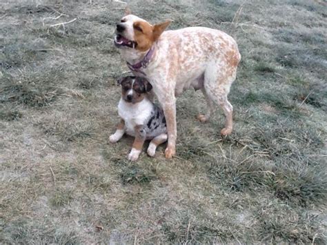 Red & Blue Heeler / Aussie puppies for adoption - almost 9 weeks old ...