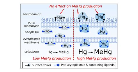 Cellular Mercury Coordination Environment And Not Cell Surface Ligands