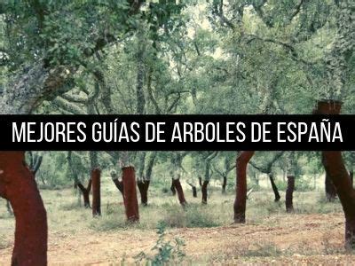 Gu A De Rboles Y Arbustos De Los Bosques Comestibles Gu A De Arboles