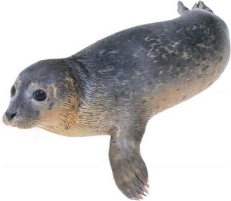 Common Seal Information and Picture | Sea Animals