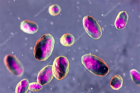 Yersinia Pseudotuberculosis Bacteria Ilustraci N D Bacterias