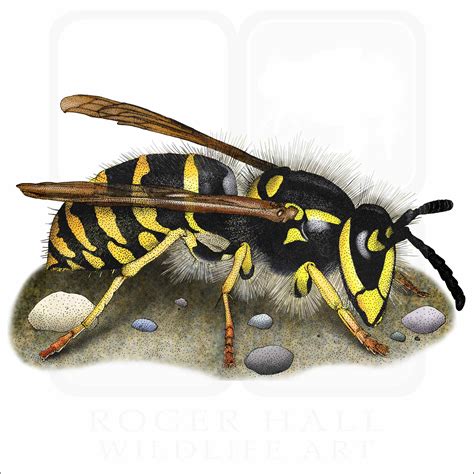 Common Yellowjacket Wasp - Signed Fine Art Print - inkart