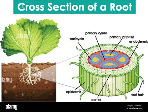 Diagram Showing Cross Section Of A Root Illustration Stock Vector Image And Art Alamy