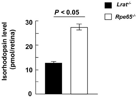 Relative Isorhodopsin Levels In Lrat And Rpe Retinae