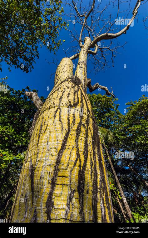 Ceibo Tree Hi Res Stock Photography And Images Alamy