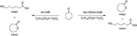 The Chemoenzymatic BV Oxidation The Hydrolase Mediates The