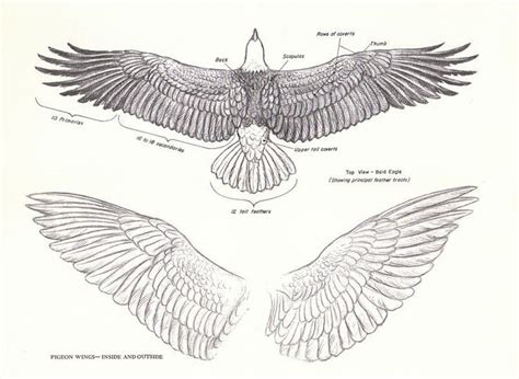 eagle wing anatomy google search eagle drawing wings drawing