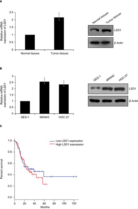 Lsd1 Is High Expression In Gc Tissues And Cell Lines Notes A