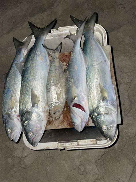 Tailor | Fishing - Fishwrecked.com - Fishing WA. Fishing Photos & Videos