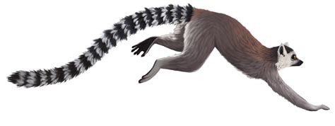 Lemur Png Transparent Image Download Size 1459x548px