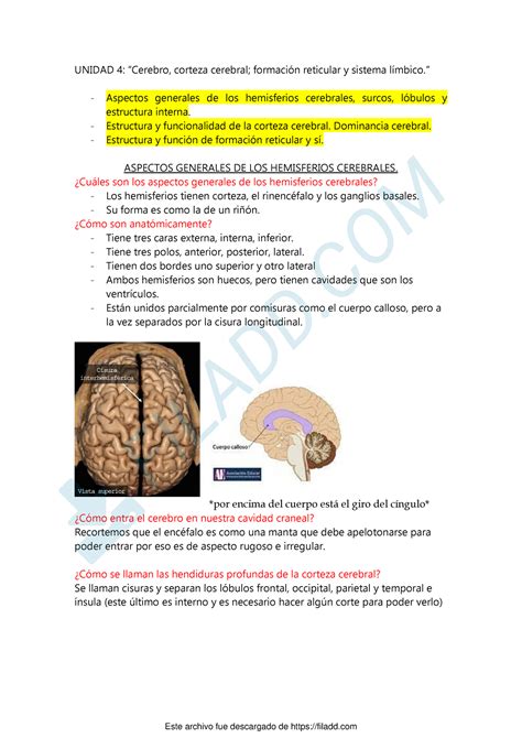 Unidad 4 Resumen UNIDAD 4 Cerebro corteza cerebral formación