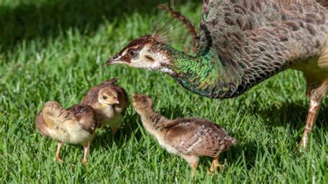 Baby Peacock: A Fascinating Journey from Chick to Majestic Bird