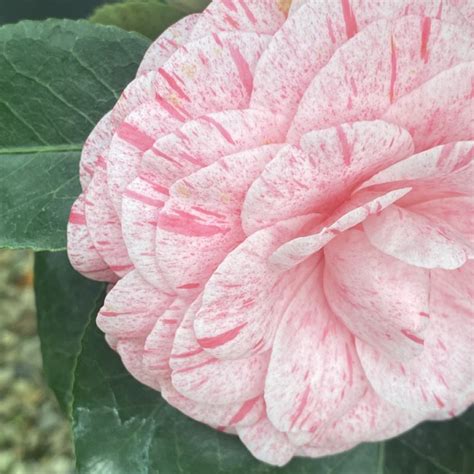 Camellia japonica William Bartlett 7.5L – Shrub - Garden Scene Jersey