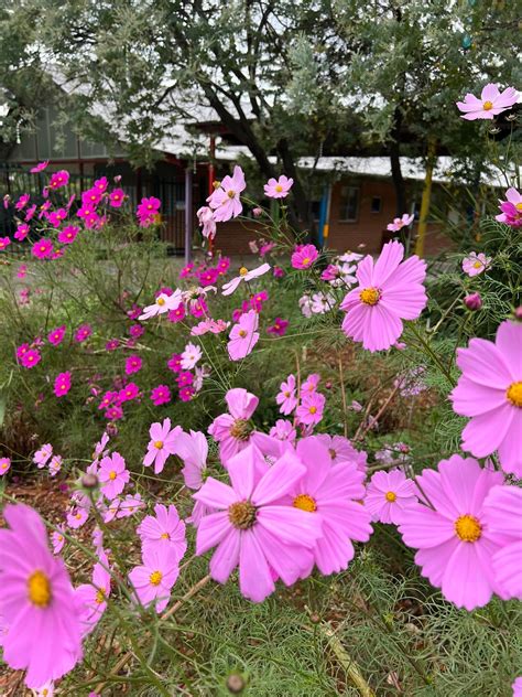 Winmalee High School -... - Winmalee High School - Official