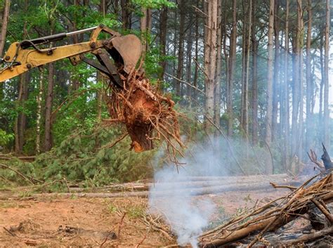 Stump Removal Cost Pricing Guide The Forestry Pros