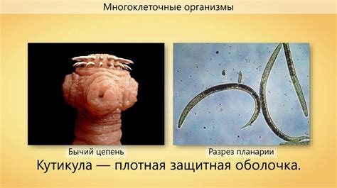 Эволюция покровов тела. Сравнительная характеристика покровов ...