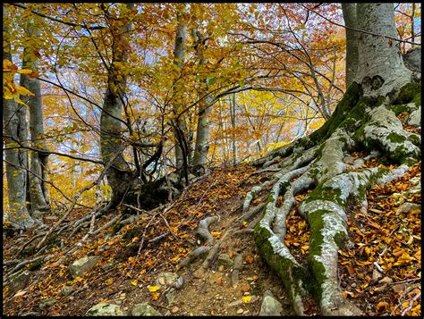 Parc Natural Del Montseny Ll Lloren Flickr