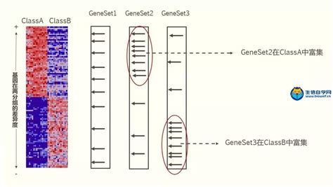 Gsea法基因功能富集分析原理详解 生信自学网