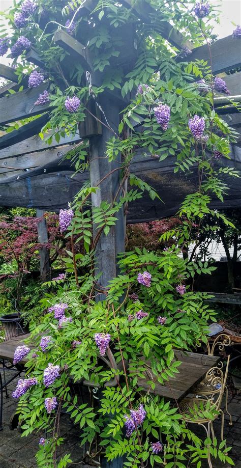 Amethyst Falls American Wisteria