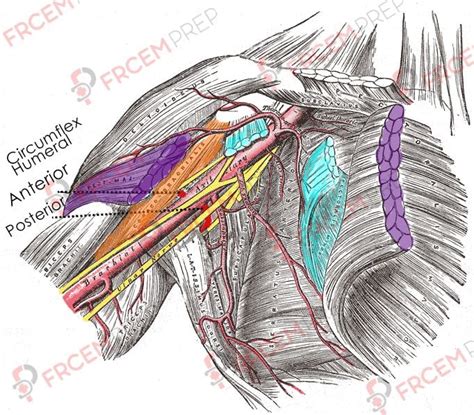 Contents of Axilla - FRCEM prep