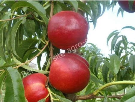 Саженцы нектарина купить в Краснодаре | Сорта нектаринов - Агро Сад